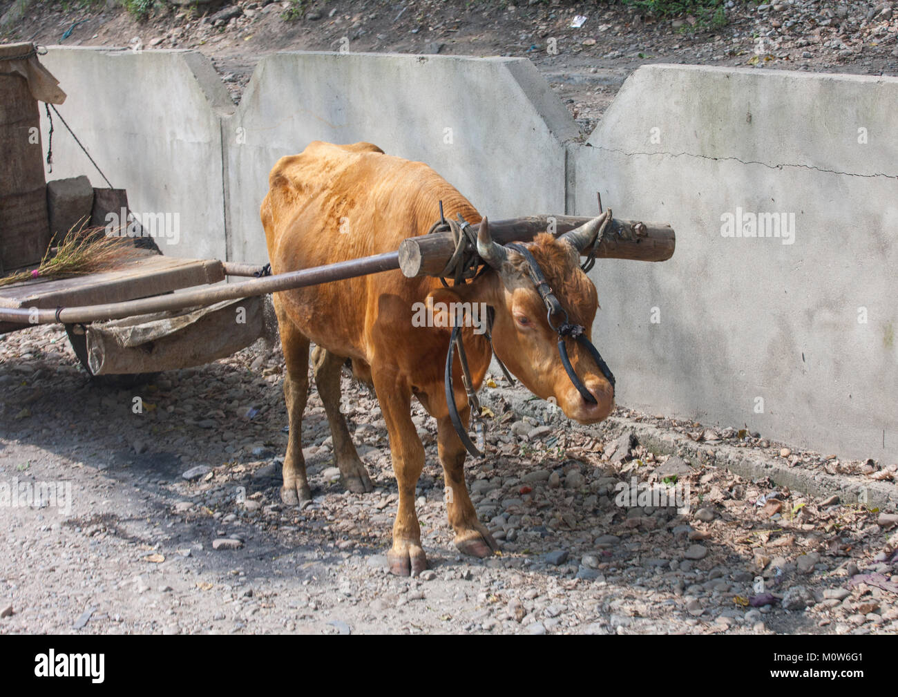 Skinny cow pulling a cart, Pyongan Province, Pyongyang, North Korea