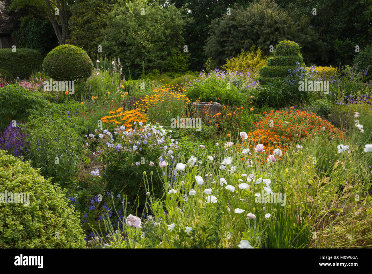 Colourful herbaceous flowers grow informally among topiary spheres and spirals in the flower garden of Herterton House, Northumberland, England. Stock Photo