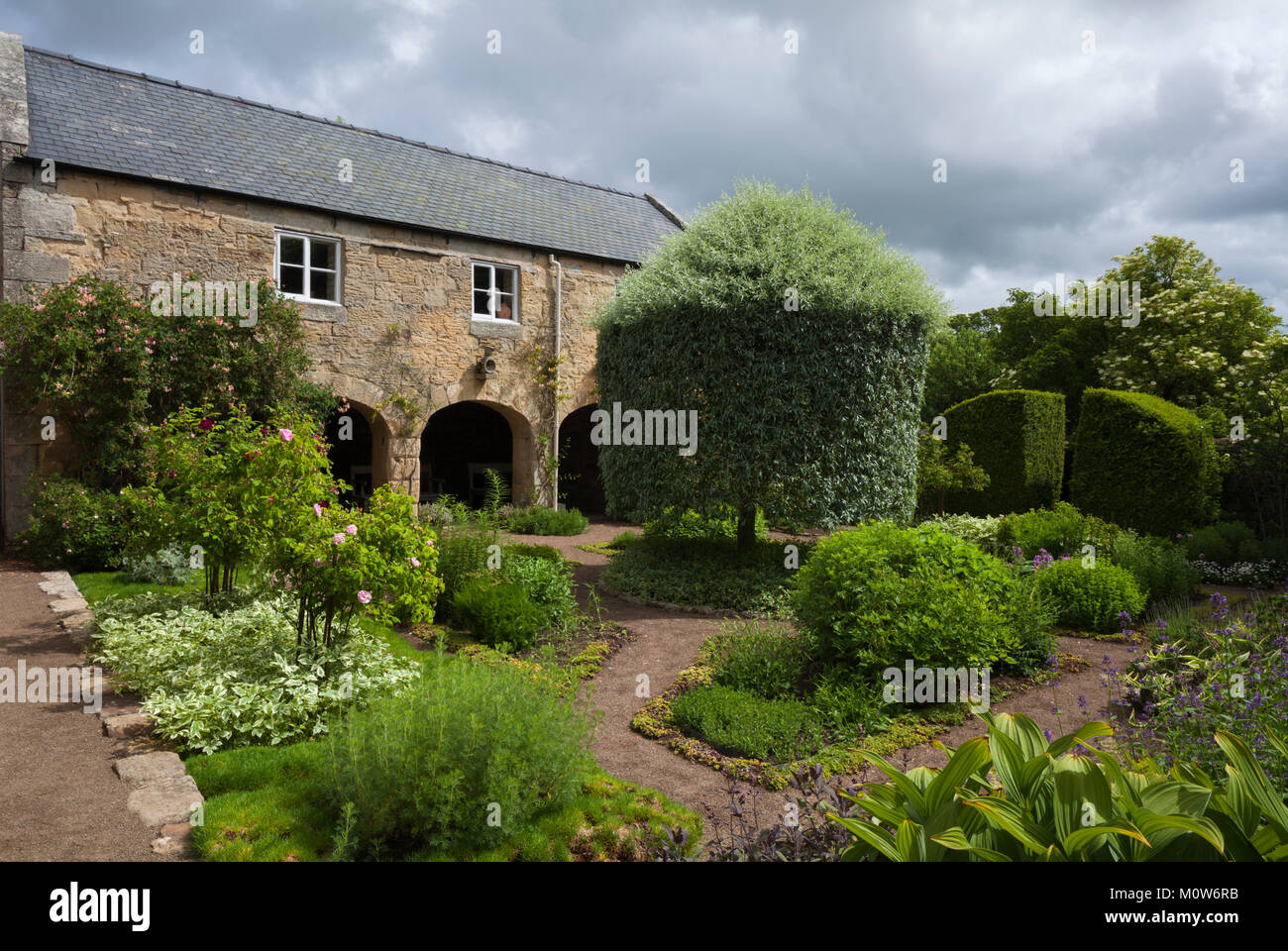 In the physic garden with the weeping silver-leafed pear tree mid-way through its summer clipping and the three arches of the granary providing the ba Stock Photo