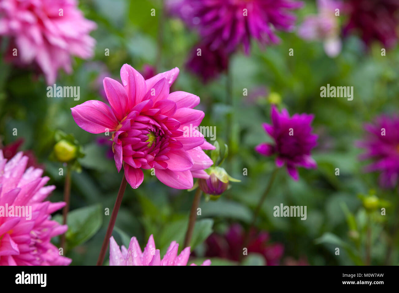 Dahlia's garden border hi-res stock photography and images - Alamy