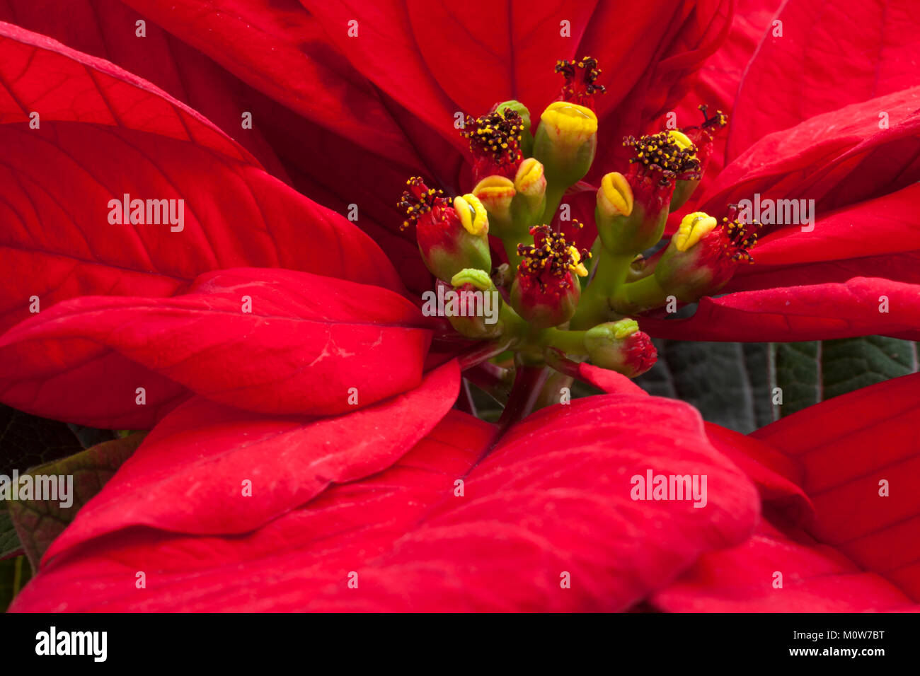 Close up detail of the vibrant red leaves (bracts) of a poinsettia (Euphorbia pulcherrima) plant shot indoors in natural light. Stock Photo