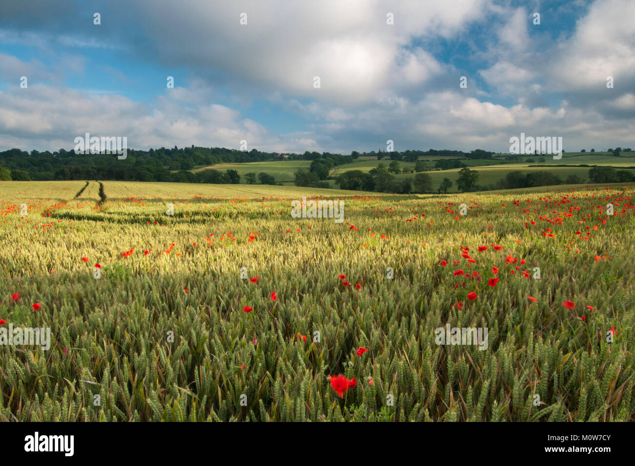 A field of ripening wheat studded with vibrant red poppies on a July evening near Ravensthorpe, looking towards East Haddon, Northamptonshire, England Stock Photo
