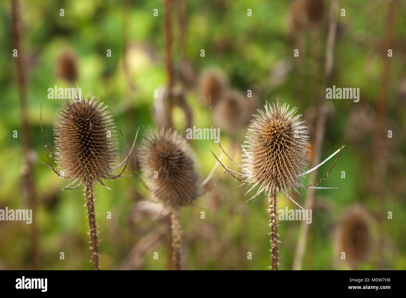 The prickly seed heads of teasels in late summer provide a food source for birds, growing in the vegetable garden of Rousham House, Oxfordshire, UK Stock Photo