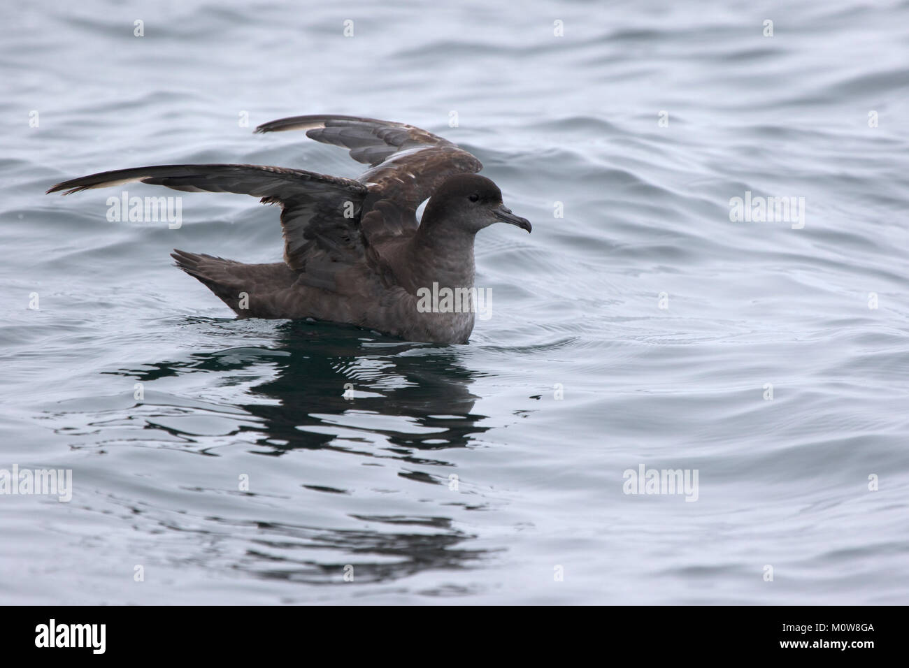 Short-tailed shearwater sitting on the water and ready to fly Stock Photo