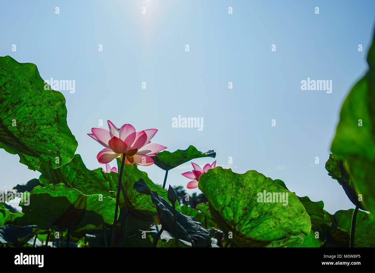 Lotus Flowers Under Blue Sky In Spring Time Stock Photo Alamy