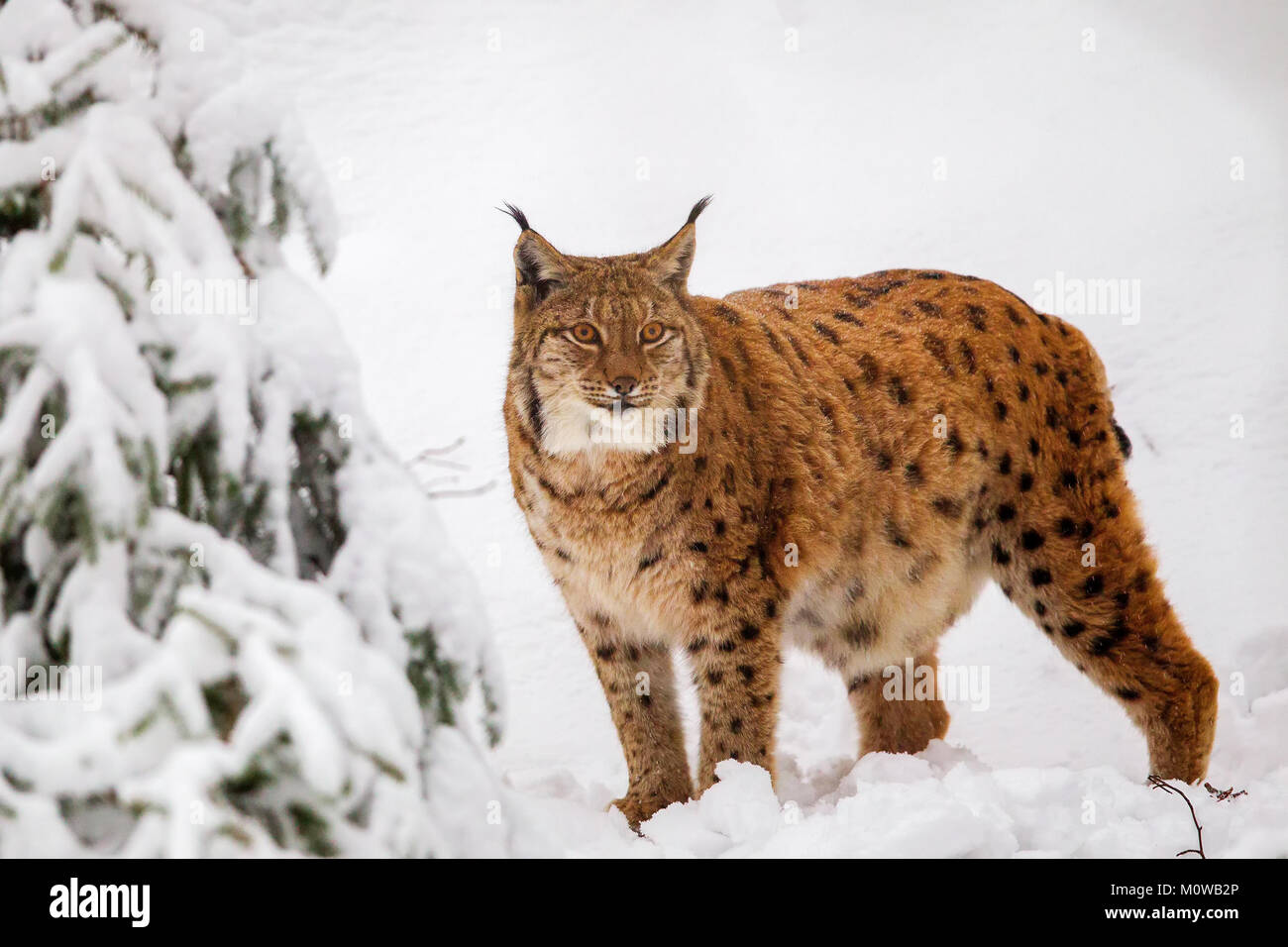 Eurasian lynx (Lynx lynx) in the snow in the animal enclosure in the Bavarian Forest National Park, Bavaria, Germany. Stock Photo
