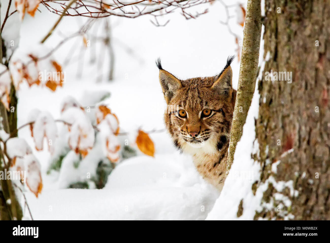 Eurasian lynx (Lynx lynx) in the snow in the animal enclosure in the Bavarian Forest National Park, Bavaria, Germany. Stock Photo