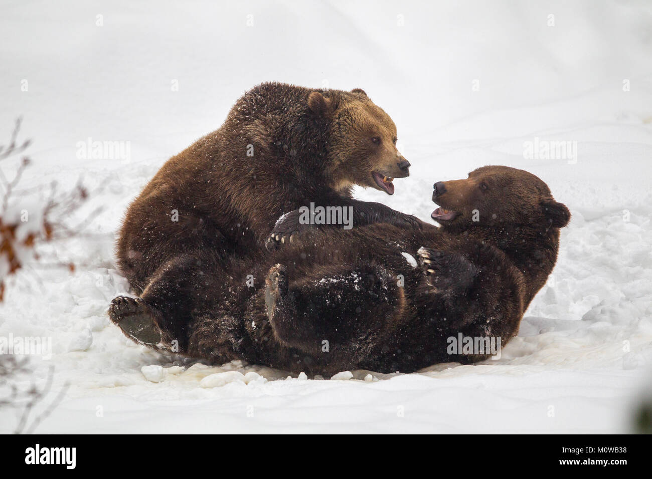 Brown bears (Ursus arctos) playing in the snow in the animal enclosure in the Bavarian Forest National Park, Bavaria, Germany. Stock Photo