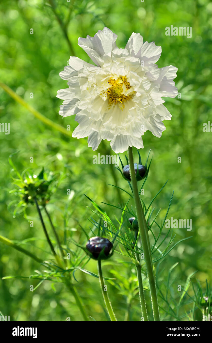 Gentle fluffy white Cosmos flower close up on a green blurred background at summer sunny day with space for text Stock Photo