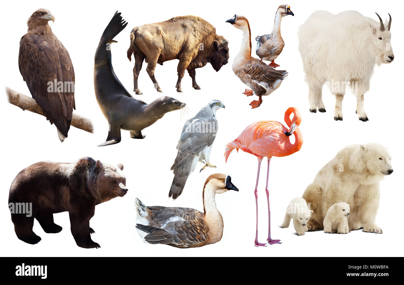 Set of various north american wild animals including birds and mammals isolated on white Stock Photo - Alamy Set of various north american wild animals including birds and mammals isolated on white Stock Photo - Alamy