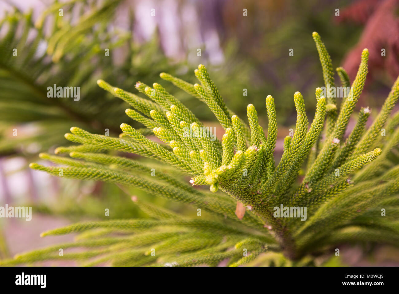 evergreen australian araucaria heterophylla norfolk island pine close-up Stock Photo