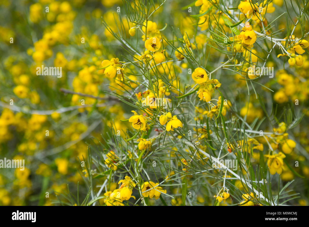 Close up of small yellow flowers senna artemisioides in the park Stock Photo