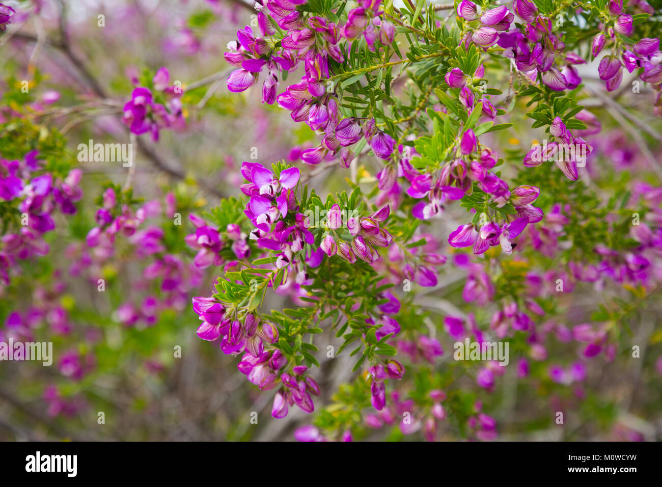 Many small pink flowers polygala myrtifolia in the flowerbed Stock Photo