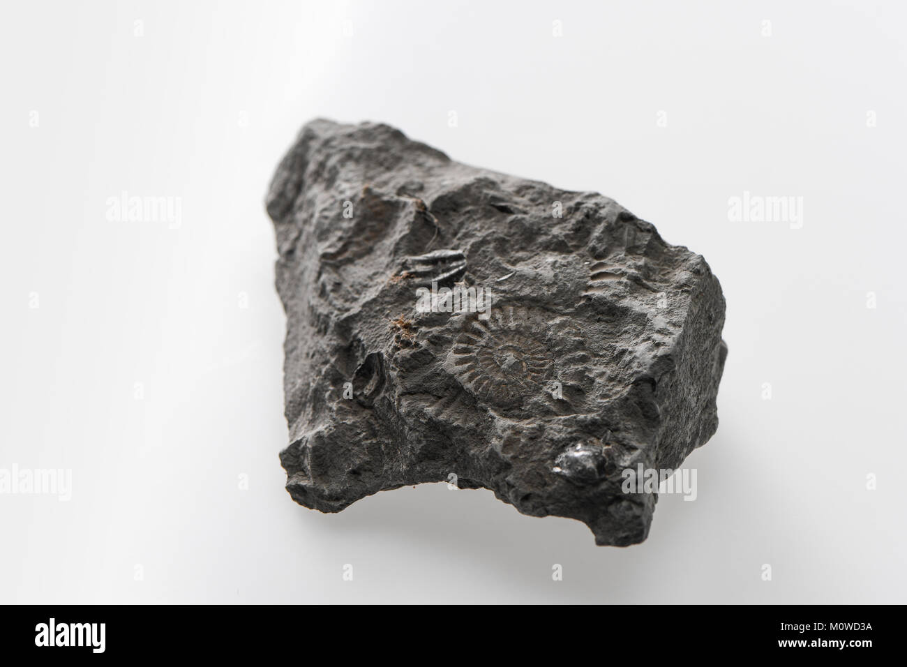 A Lyme Regis ammonite and shell fossil incased in rock on a white background. Stock Photo