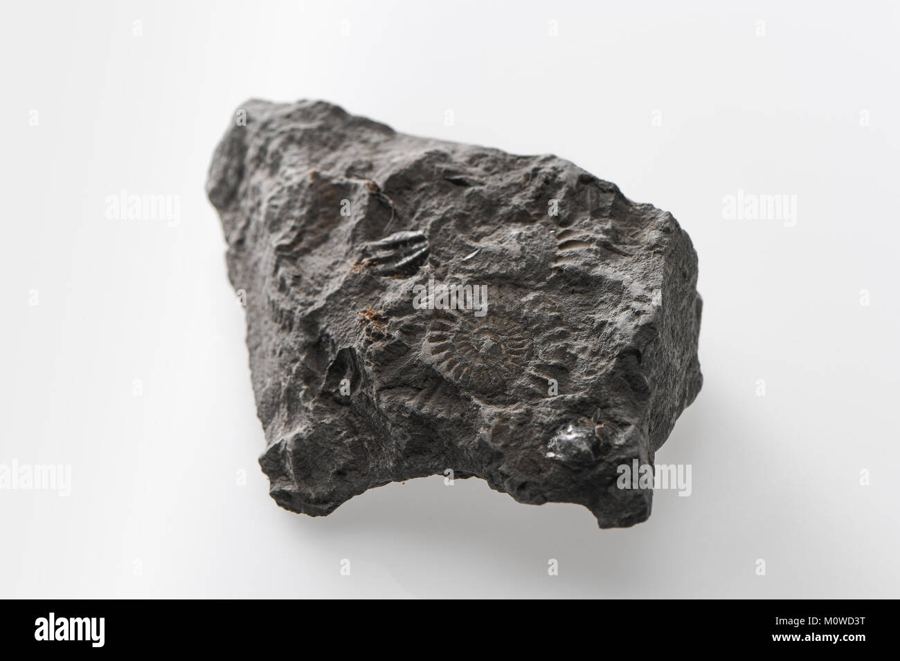 A Lyme Regis ammonite and shell fossil incased in rock on a white background. Stock Photo