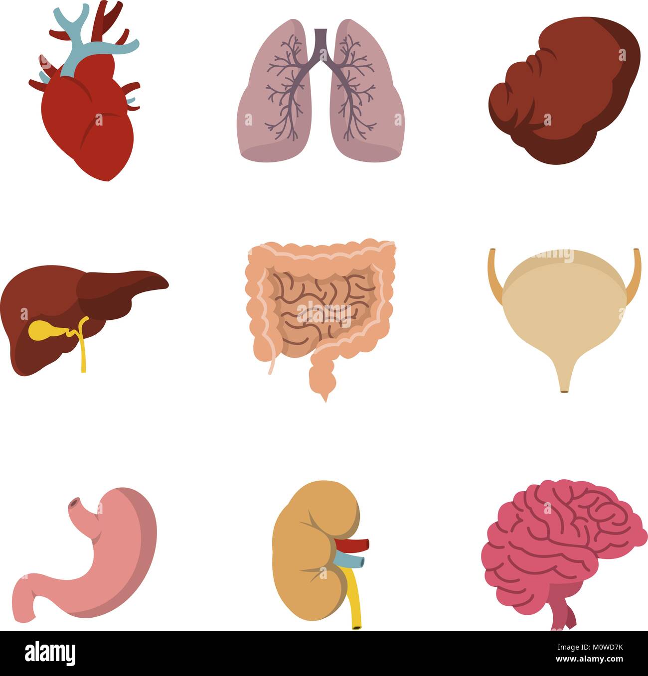 Human internal organ icon set, flat style Stock Vector Image & Art - Alamy