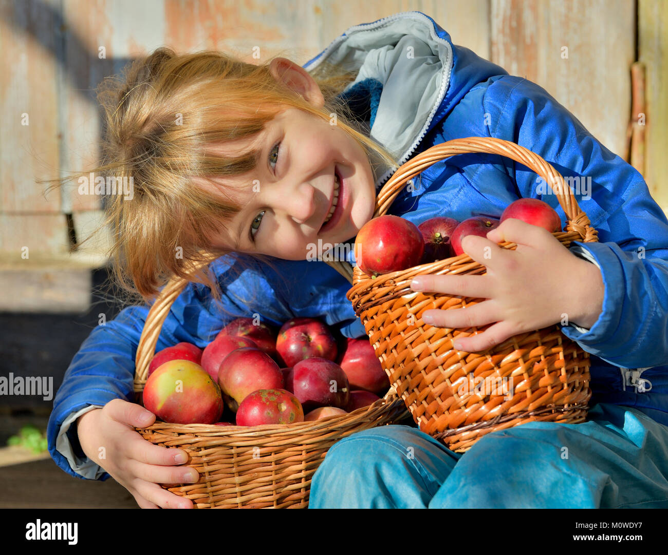 Child picking apples on a farm in autumn. Little girl playing in apple tree orchard. Kids pick fruit in a basket. Outdoor fun for children. Healthy nu Stock Photo