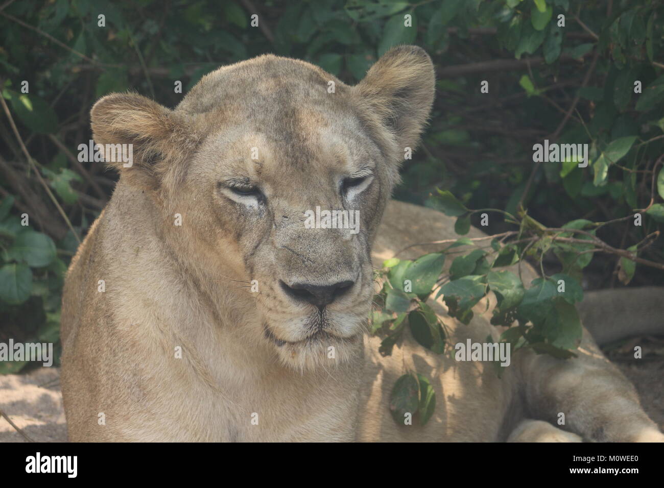 Lioness resting in the zoo Stock Photo