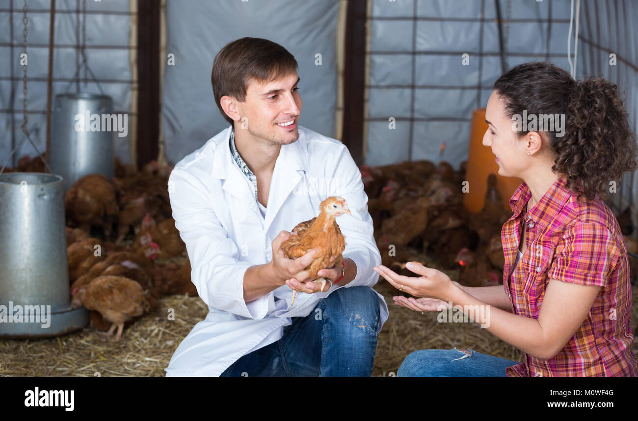 Smiling man veterinarian holding chicken in hands and talking with ...