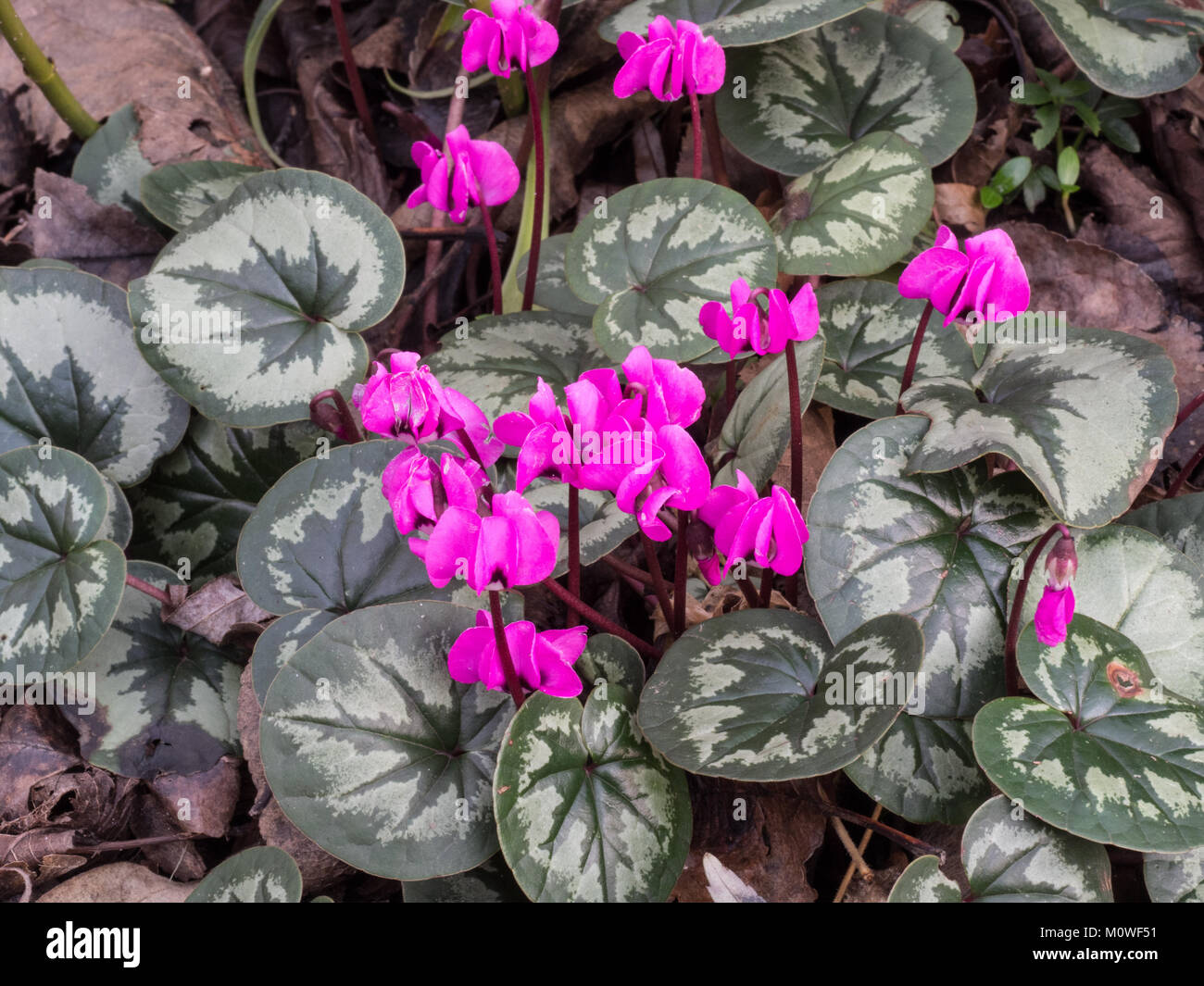 Close up of  Cyclamen coum with deep pink flowers Stock Photo