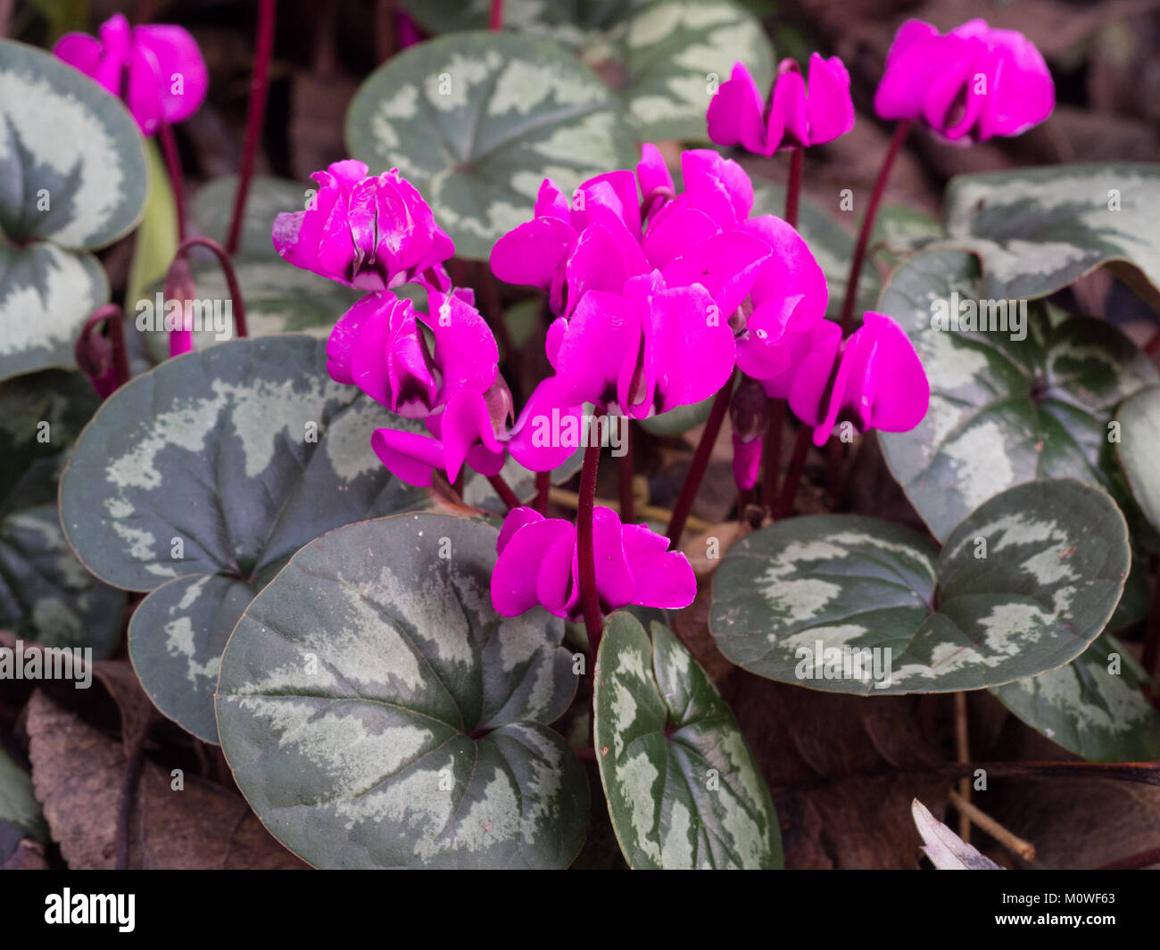Close up of the deep pink flowers of Cyclamen coum Stock Photo