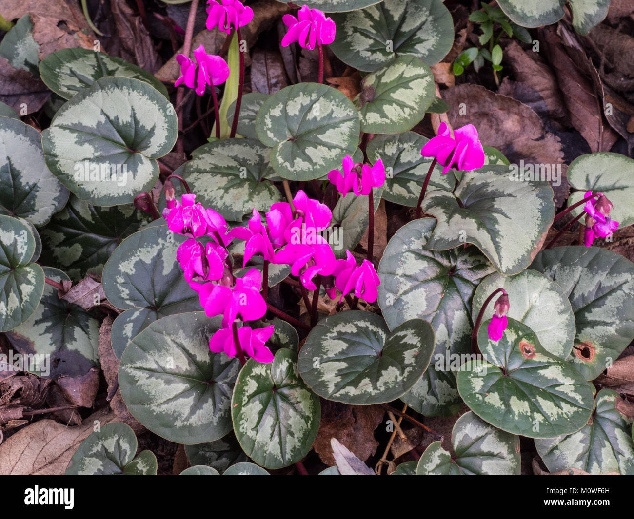 Close up of  Cyclamen coum with deep pink flowers Stock Photo