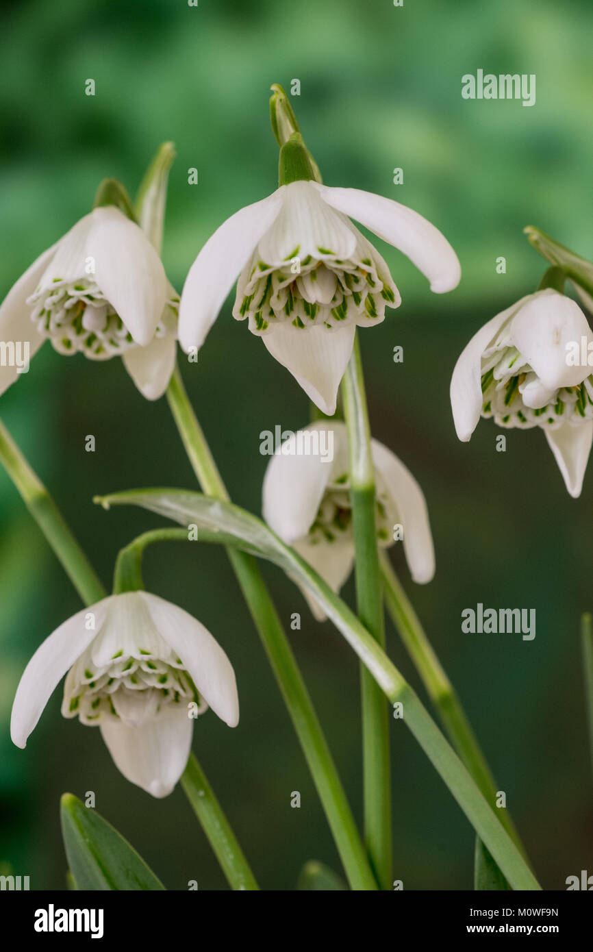 Close up of Galanthus Lady Beatrix Stanley show the inside of the double flower Stock Photo