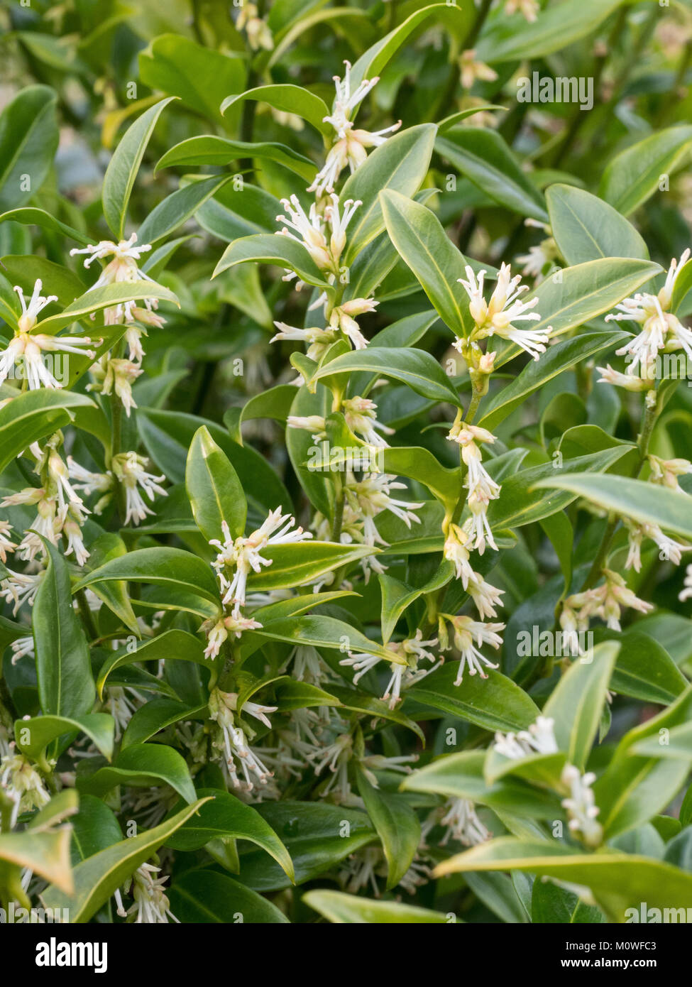 White flowers on the evergreen foliage of Sarcocca confusa Stock Photo