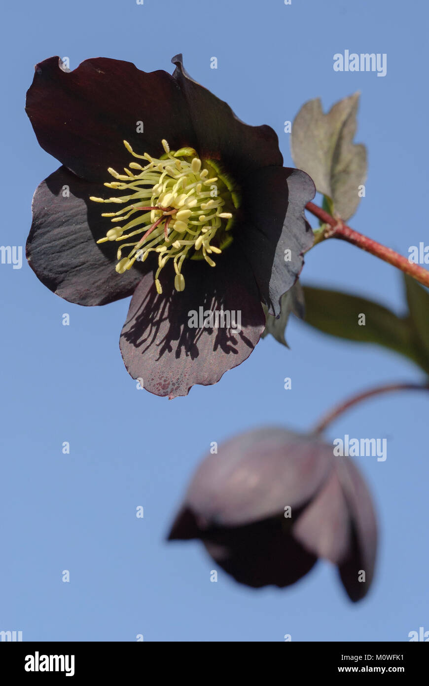 Helleborus - Christrose, Nieswurz Stock Photo