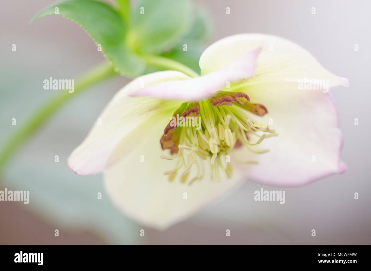 Helleborus - Christrose, Nieswurz Stock Photo