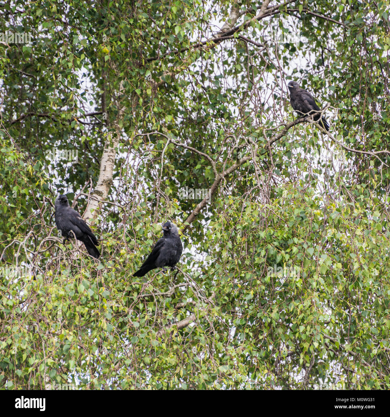 A family of jackdaws sit in a tree. Stock Photo