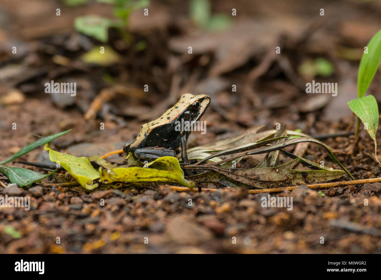 The bicoloured frog in the coffee estates of Madikeri. These frogs are endemic to India. Stock Photo