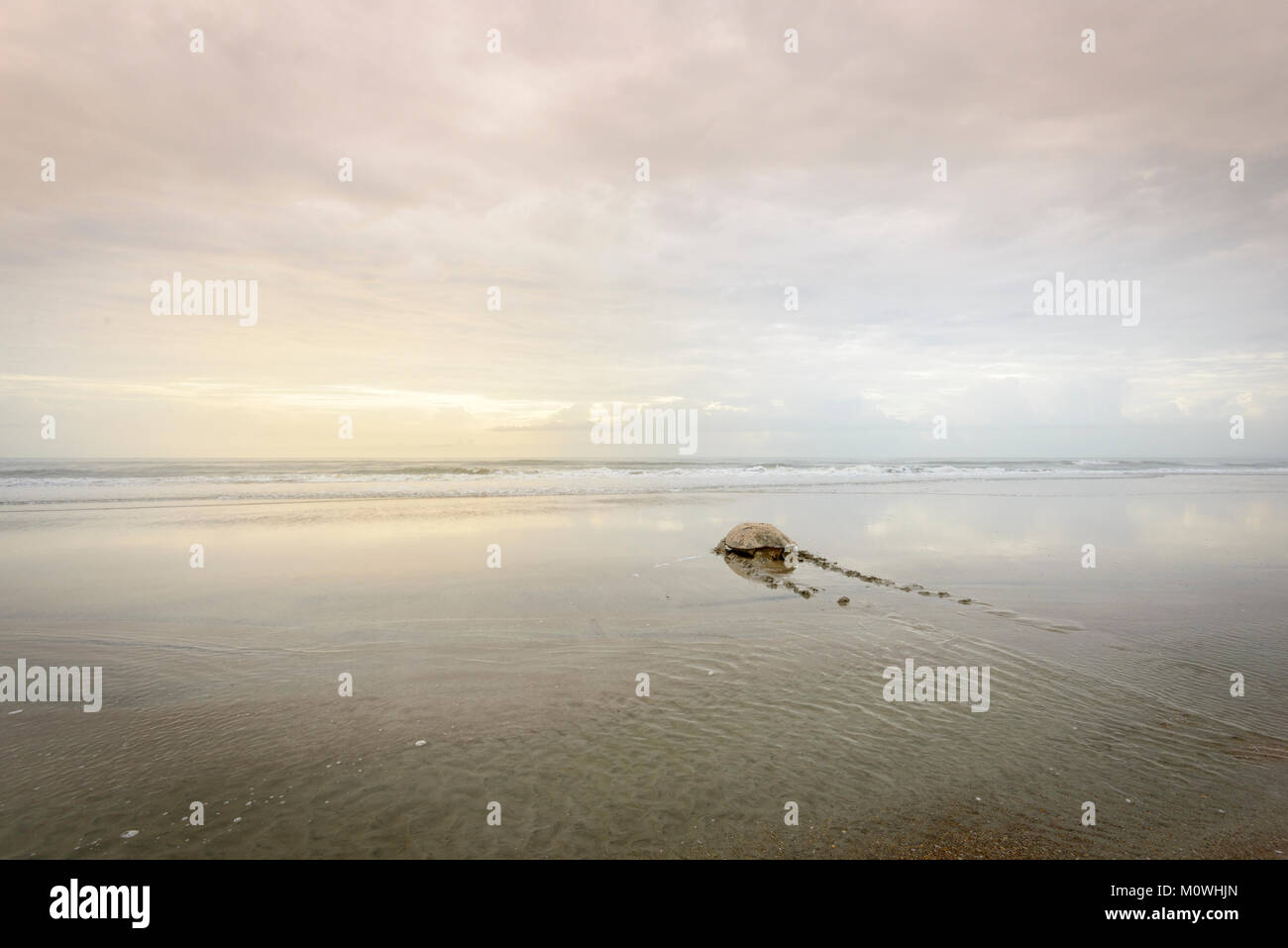 Green Sea Turtle Returning to the Ocean After Laying Eggs at sunrise ...