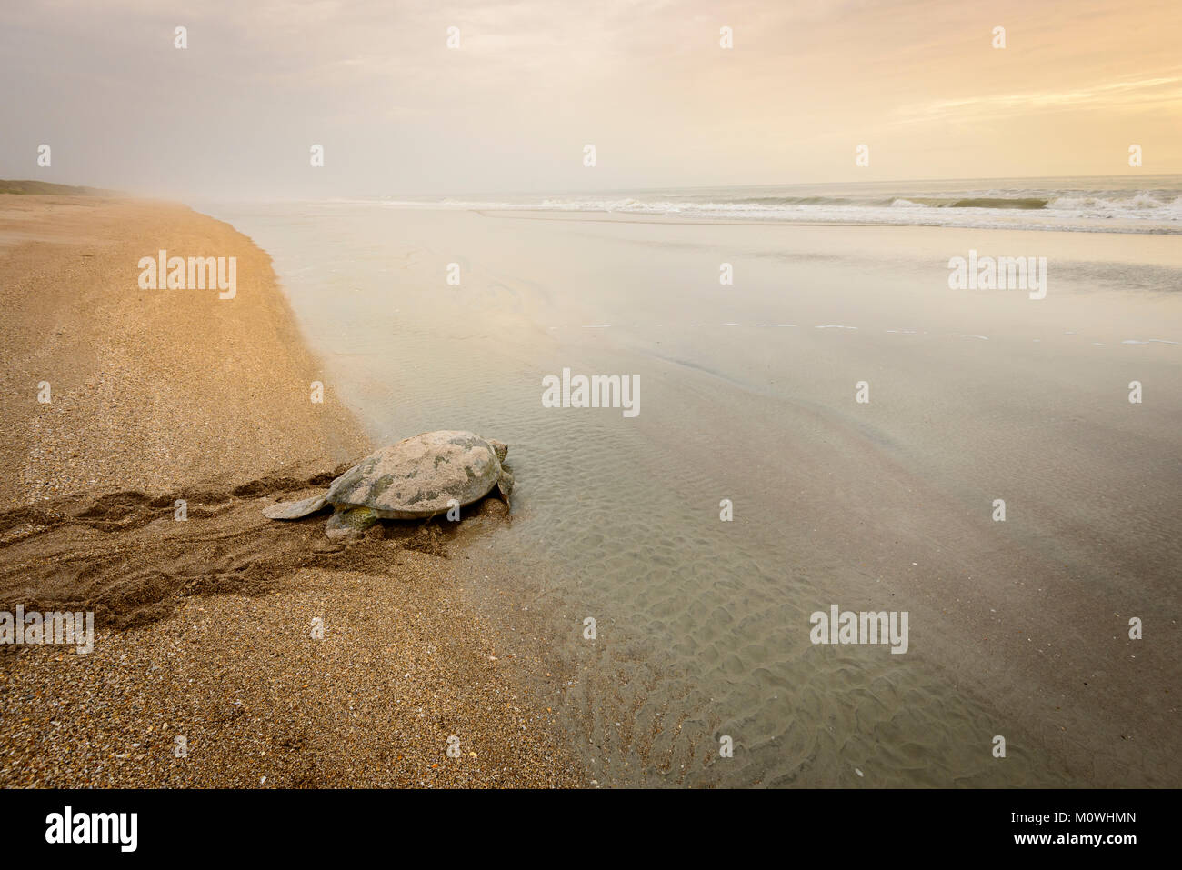 Green Sea Turtle Returning to the Ocean After Laying Eggs at sunrise ...
