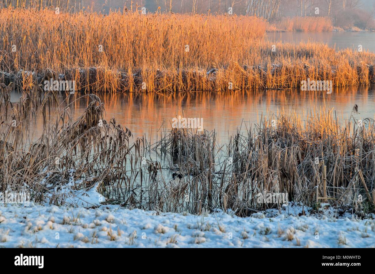 Seasonal Swamp High Resolution Stock Photography and Images - Alamy