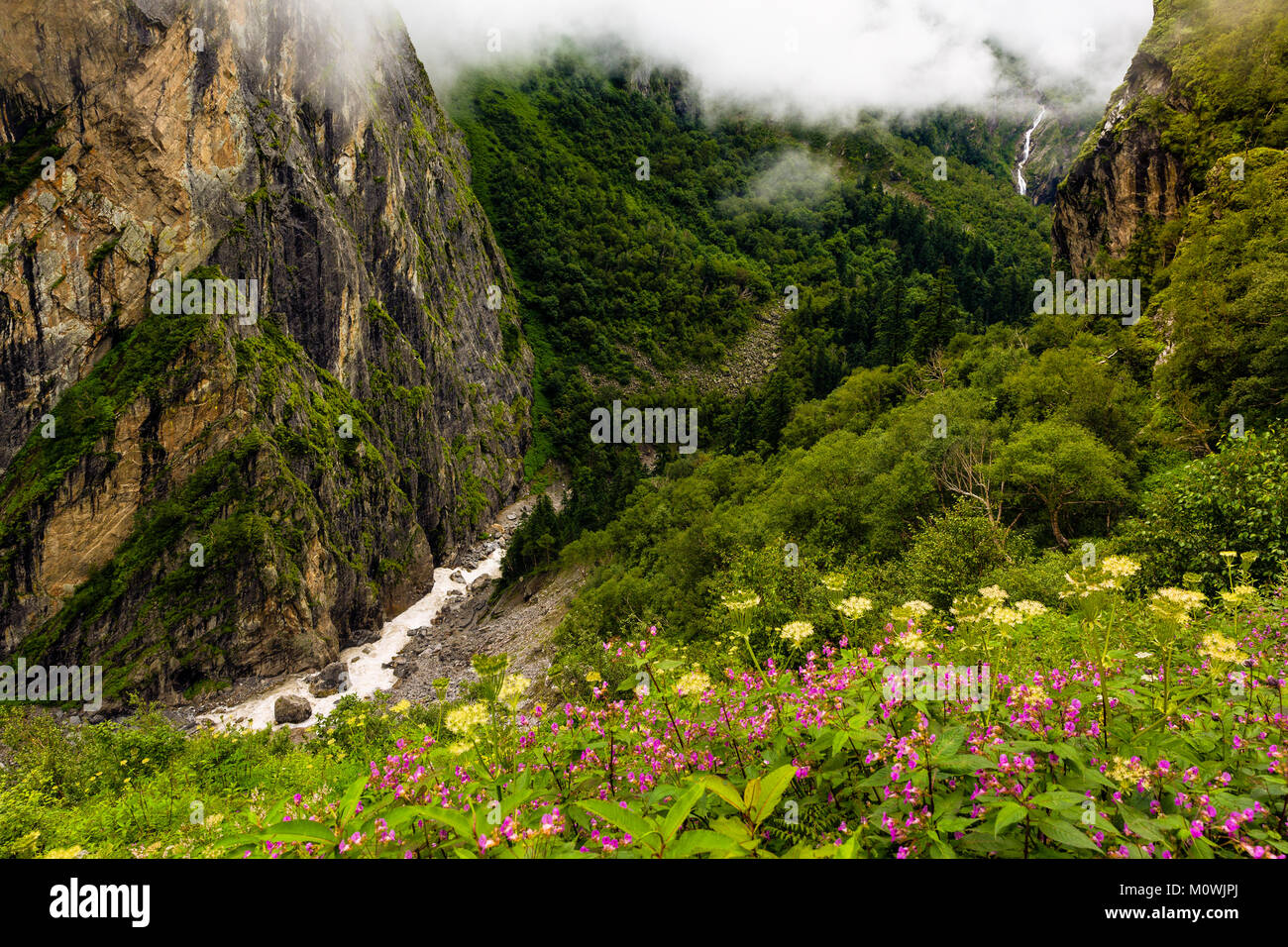Beautiful Trek in Uttarakhand called Valley of Flowers in Himalayas, Nanda Devi biosphere national park, amazing landscape, mountains, hills, foggy, Stock Photo