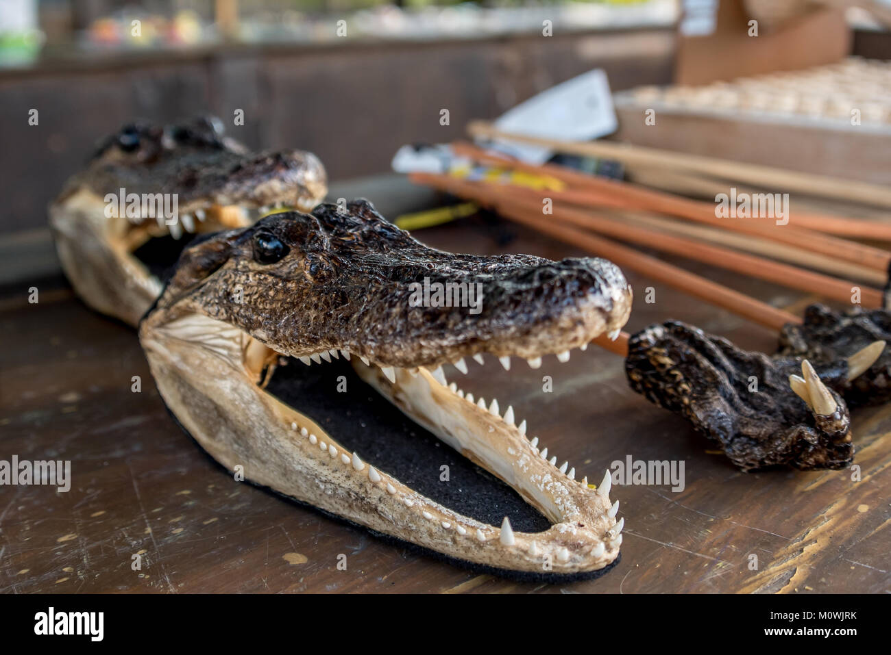 Alligator souvenirs hi-res stock photography and images - Alamy
