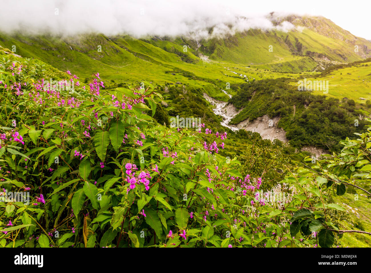 Beautiful Trek in Uttarakhand called Valley of Flowers in Himalayas