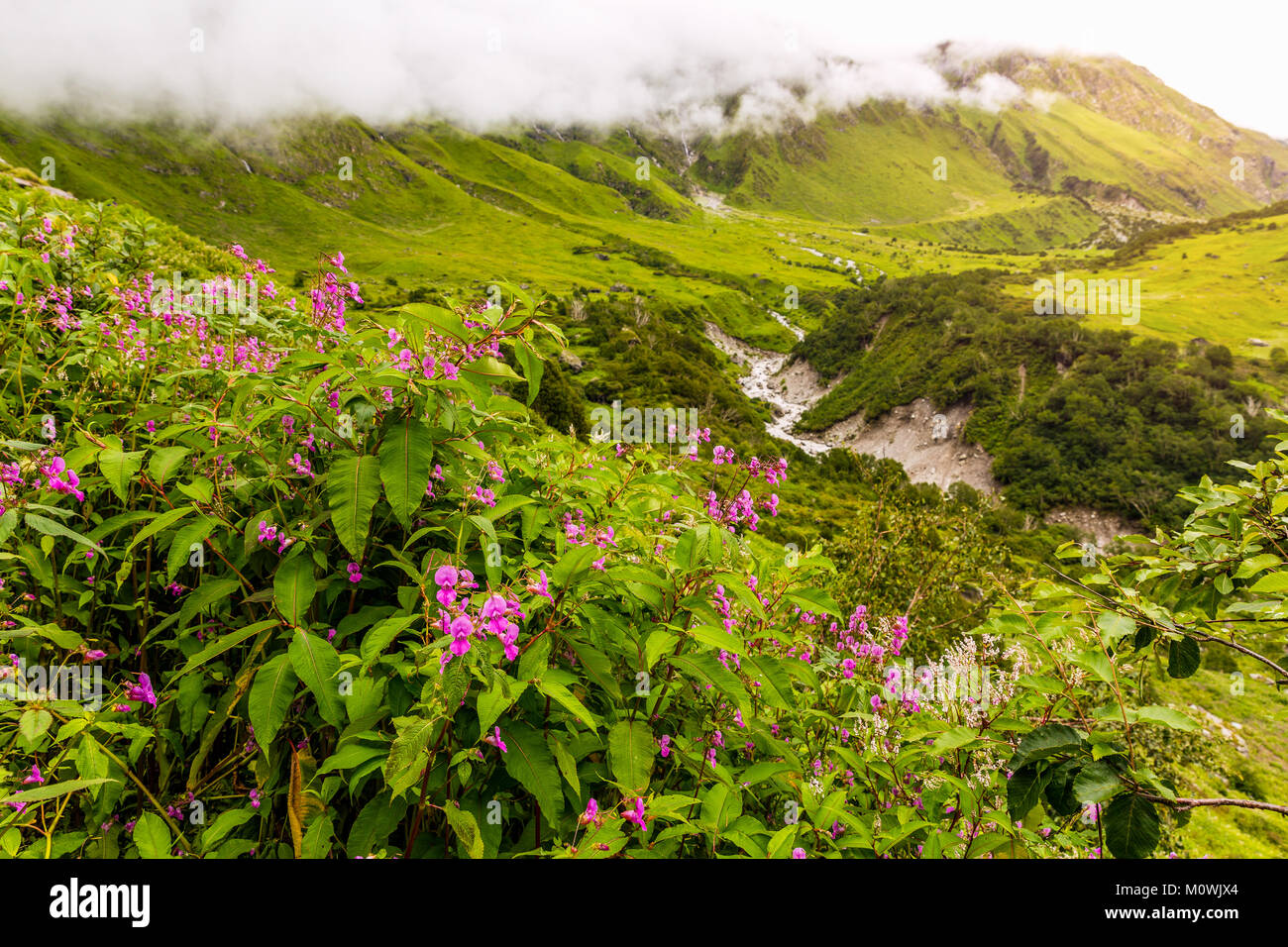 Beautiful Trek in Uttarakhand called Valley of Flowers in Himalayas, Nanda Devi biosphere national park, amazing landscape, mountains, hills, foggy Stock Photo