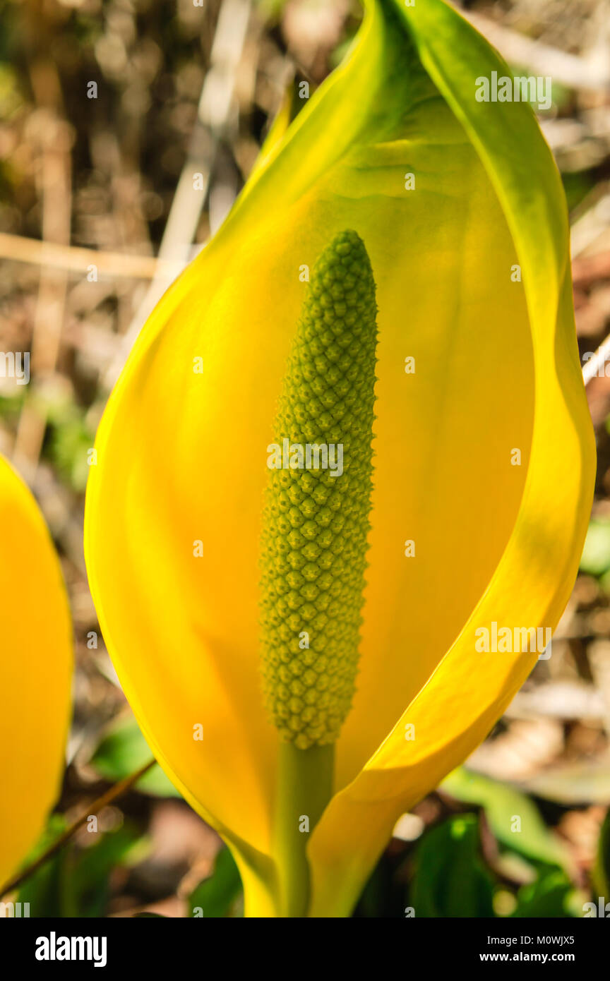 Closeup detail of yellow Skunk Cabbage, sometimes also known as swamp cabbage Stock Photo Alamy