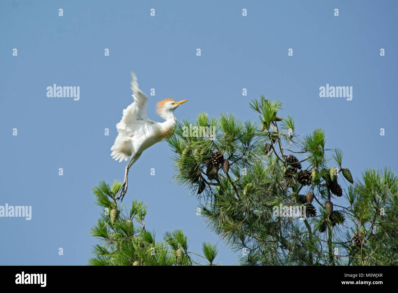 young cattle egret learning to fly at the top of a pine tree against a