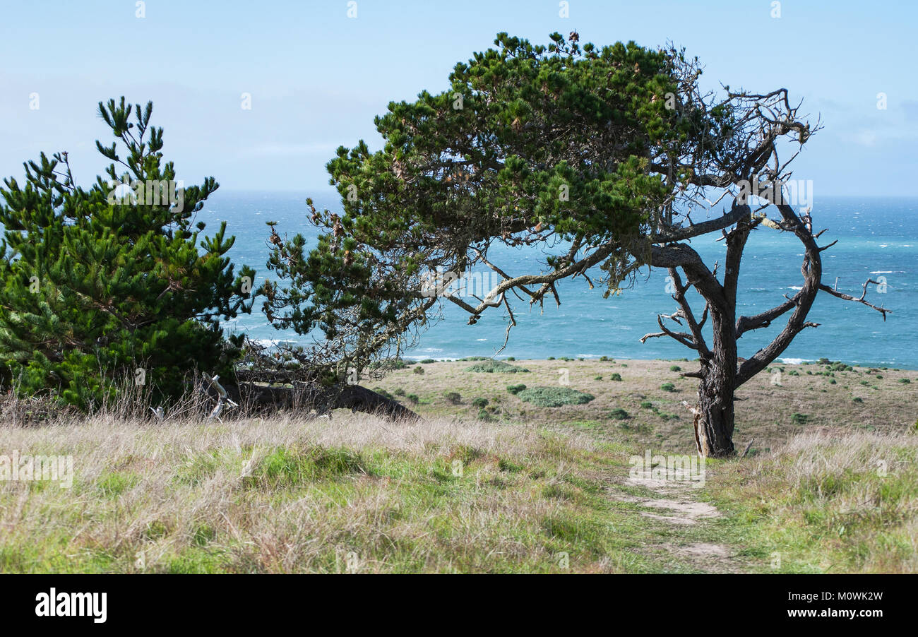 Monterey pine tree on Central California Coast Stock Photo