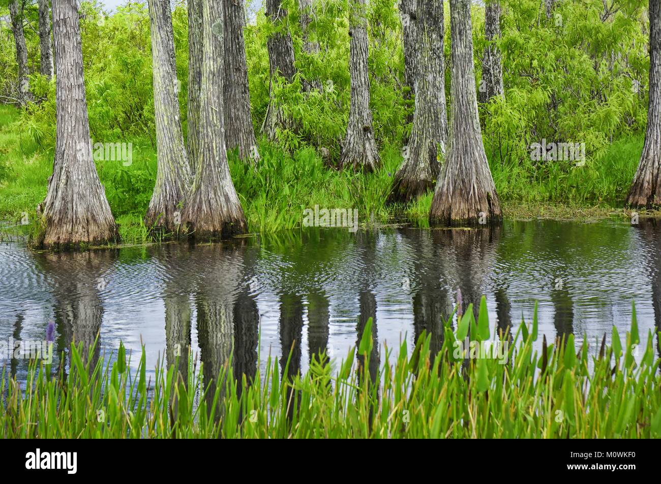 cypress trees reflecting in a swamp in Louisiana Marsh Stock Photo