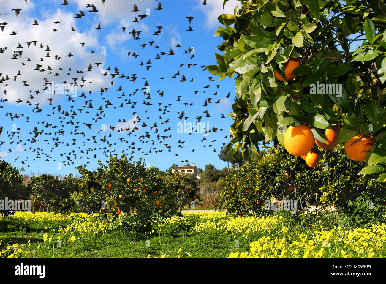 a flock of birds flying over an orange plantation Stock Photo