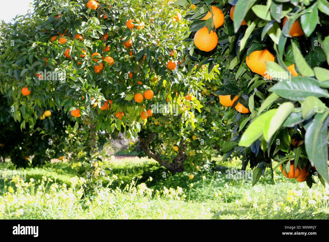 Orange Tree Plantation Spain High Resolution Stock Photography and