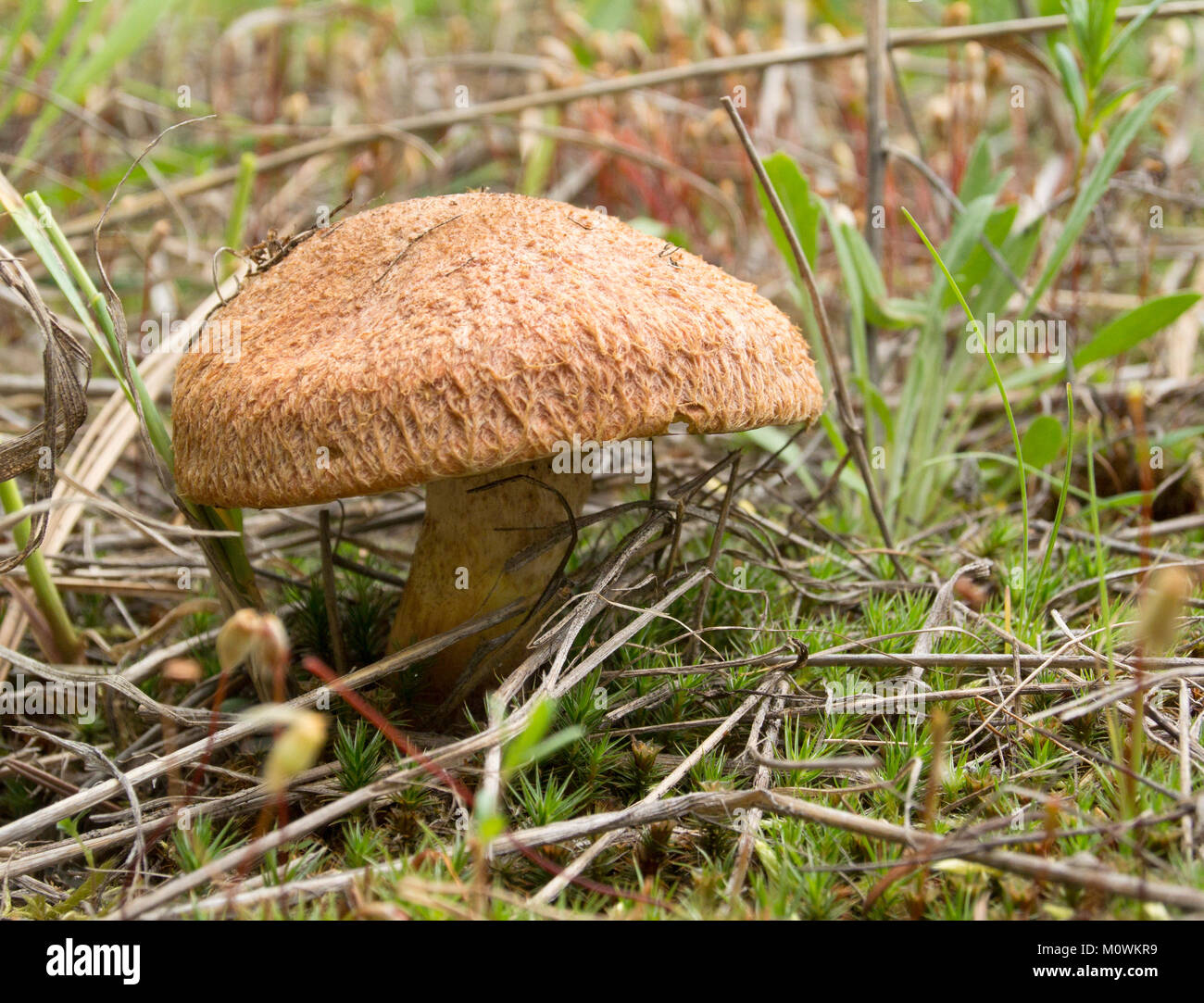 Western Painted Suillus Mushroom growing on the side of a mountain, in