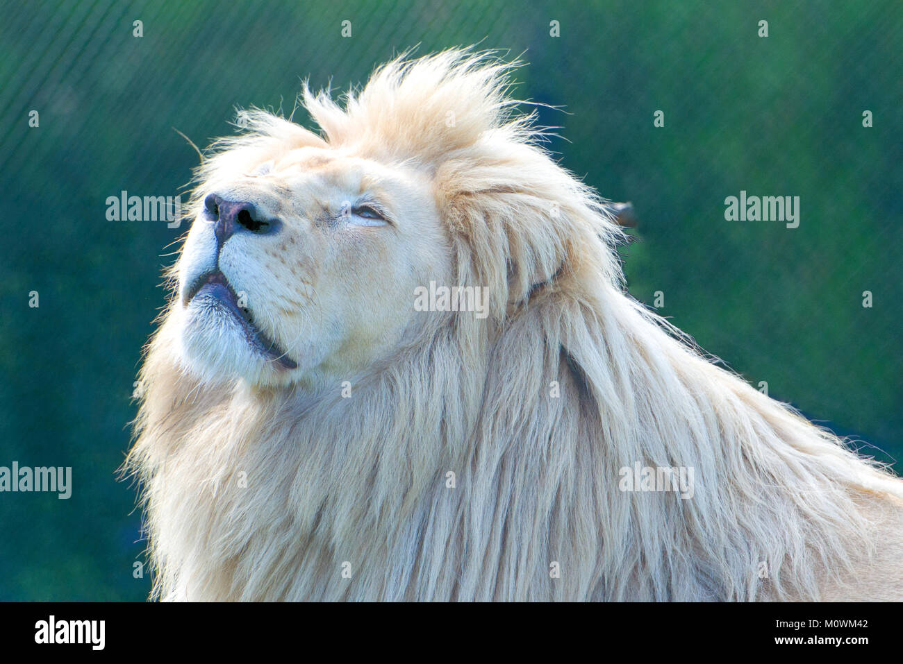 White lion (Panthera leo krugeri Stock Photo - Alamy