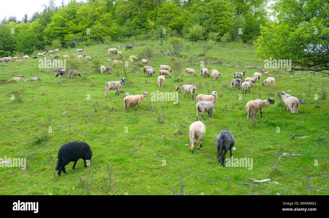 Herd of sheep graze on green pasture in the mountains Stock Photo