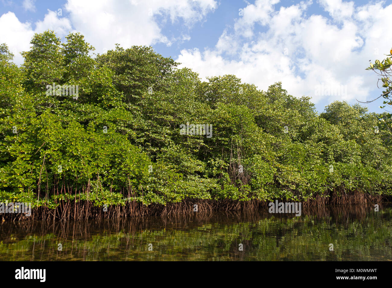 Waterway in the mangrove forest (Rhizophora),Nusa Lembongan,Bali,Indonesia Stock Photo