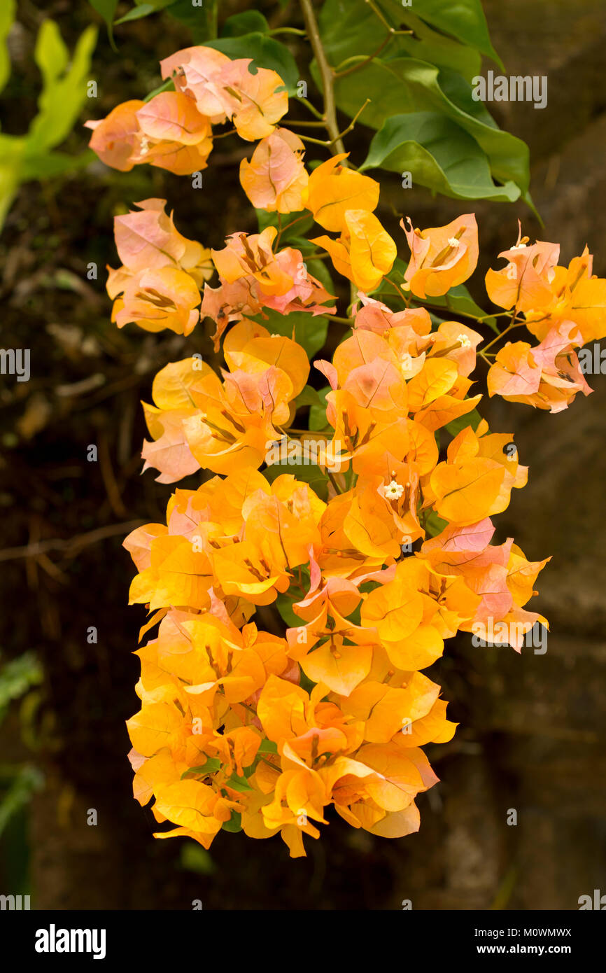 Orange Bougainvillea (Bougainvillea),Nusa Penida,Nusa Lembongan,Bali,Indonesia Stock Photo